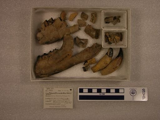 Palaeonictis occidentalis