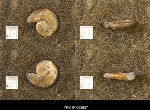 Discoscaphites conradi