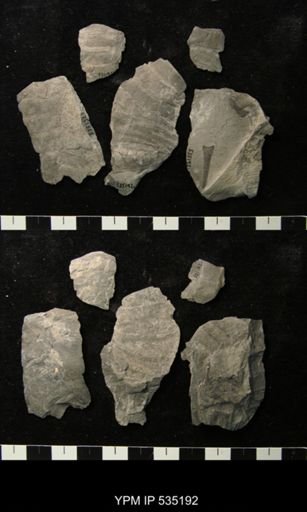 undet. Eurypterida