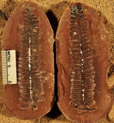 Pecopteris sp.