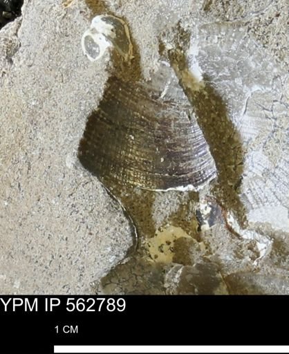 Limopsis sp.
