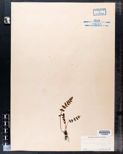 Woodsia ilvensis