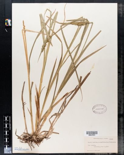 Carex laevivaginata