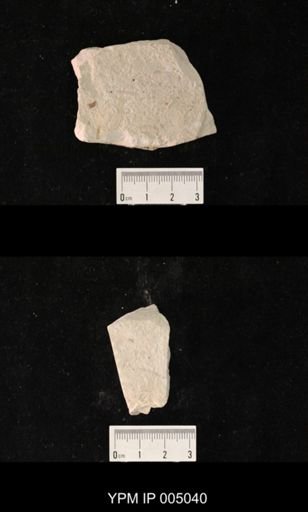 Protohymen permianus