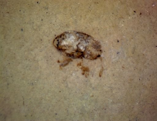 undet. Curculionidae
