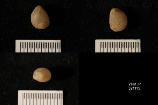 Dielasma breviplicatum