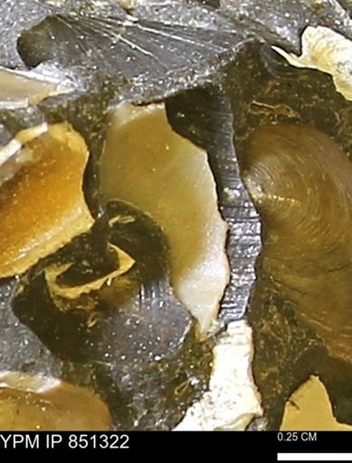 Limopsis striatopunctatus