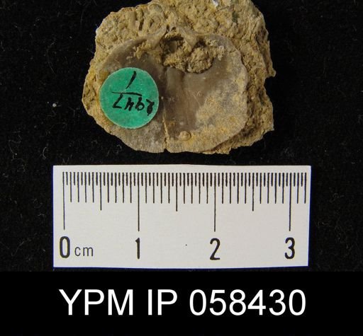 Dalmanella subcarinata
