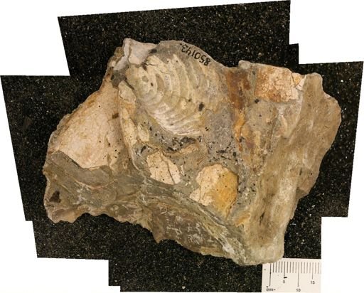 undet. Inoceramidae