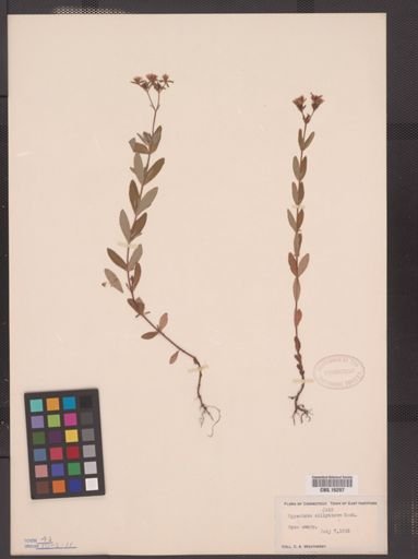 Hypericum ellipticum