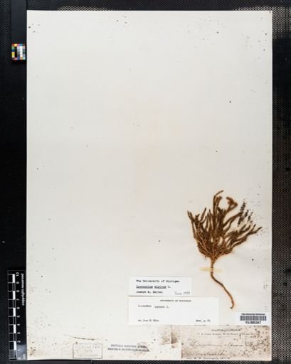 Lycopodium
