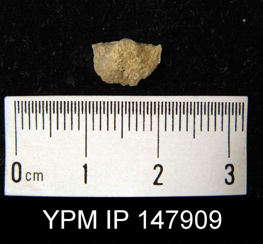 Chonetes verneuilianus