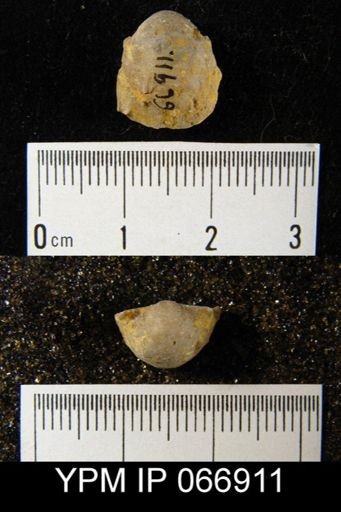 Productella hallana