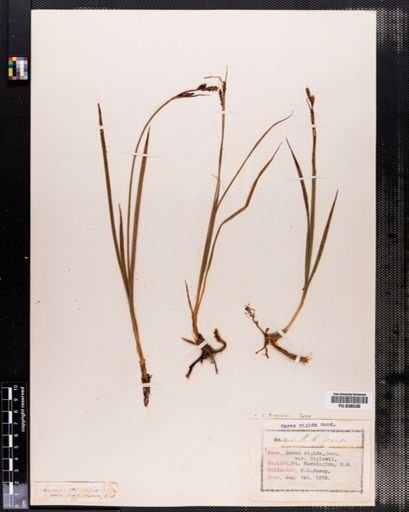 Carex bigelowii