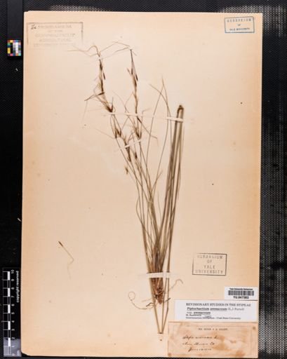 Piptochaetium avenaceum
