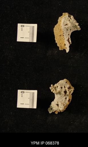 undet. Bryozoa