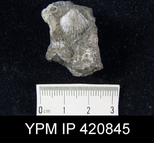undet. Rhynchonellida