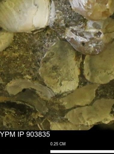 Corbulamella?