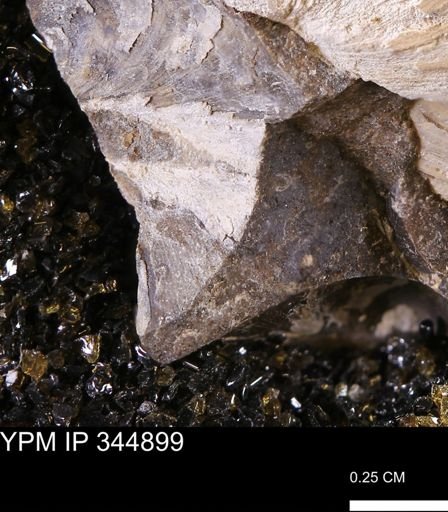 Limopsis striatopunctatus