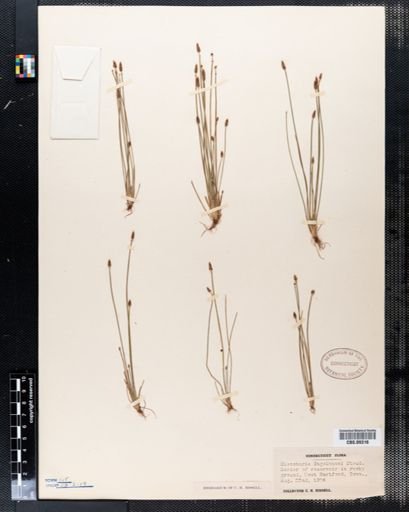 Eleocharis engelmannii