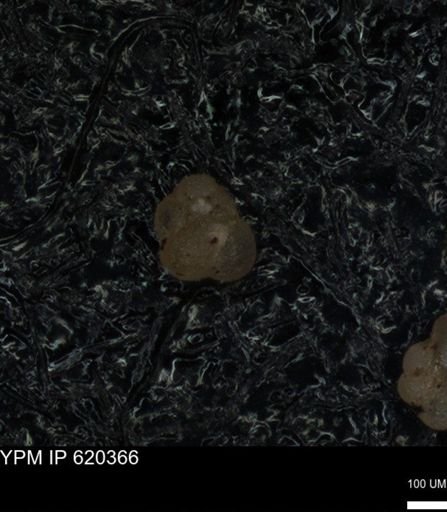 undet. Foraminiferida