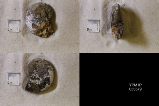 undet. Scaphitidae