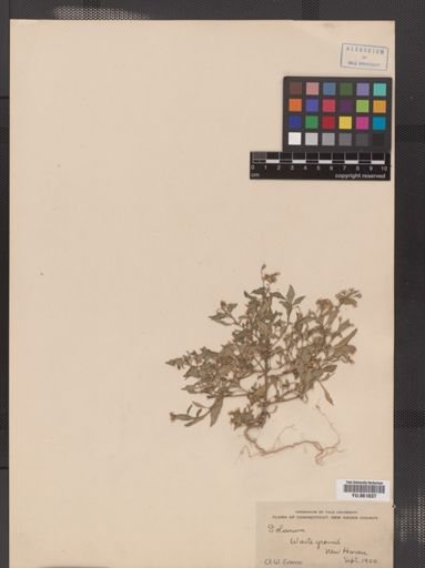 Solanum