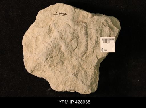 Lumectaster howelli