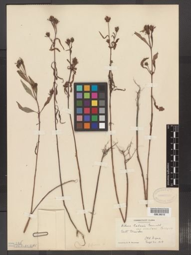 Bidens eatonii var. simulans