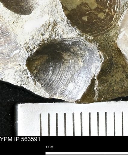 Limopsis striatopunctatus