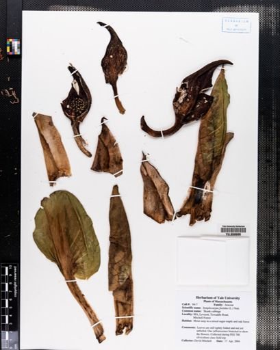 Symplocarpus foetidus