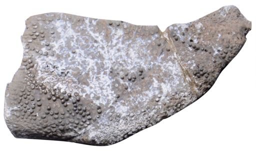Naomichelys speciosa