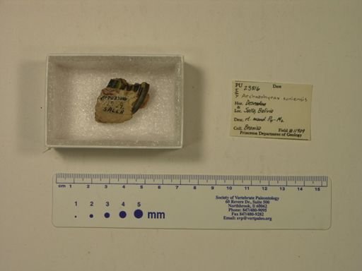 Archaeohyrax suniensis