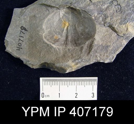Leiorhynchus sp.