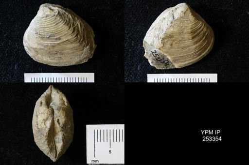 undet. Bivalvia