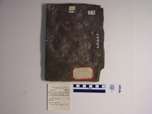 Anchisauripus exsertus