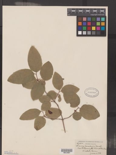 Lonicera canadensis