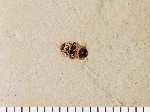 Staphylinidae?