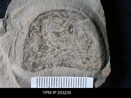 Eurypterus sp.