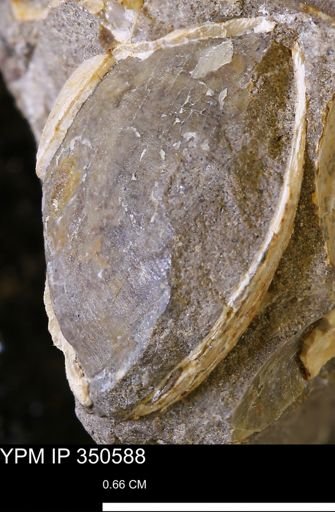 undet. Bivalvia