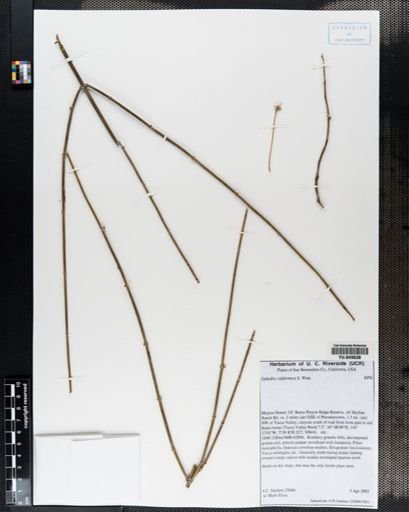 Ephedra californica