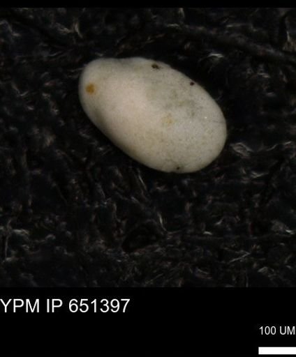 undet. Foraminiferida