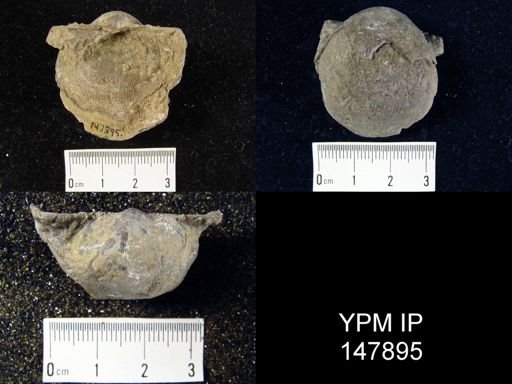 Linoproductus sp.