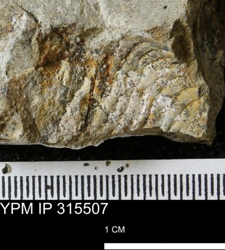 Hoploscaphites?