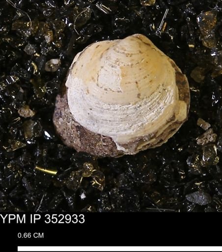 Limopsis striatopunctatus