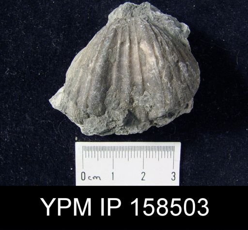Camarotoechia fringilla