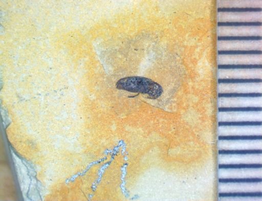 undet. Coleoptera