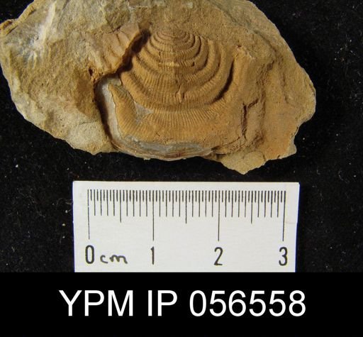 Leptaena rhomboidalis