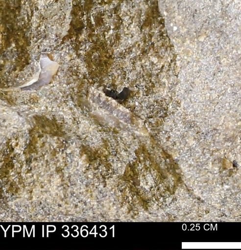 undet. Mollusca