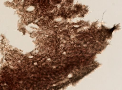Plakortis sp.